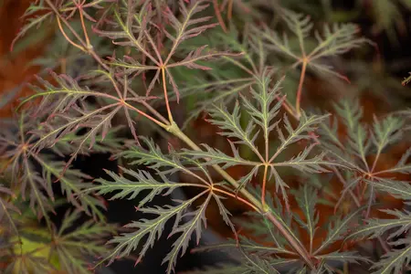 Acer palmatum 'Crimson Queen' - 30-40 CM C2 - image 5