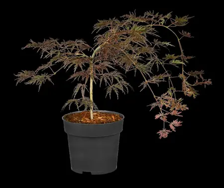 Acer palmatum 'Crimson Queen' - 60-80 CM C5 - image 3