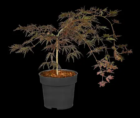 Acer palmatum 'Crimson Queen' - 80-100 CM RB - image 3