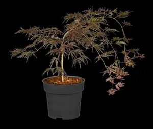 Acer palmatum 'Crimson Queen' - 80-100 CM RB - image 3