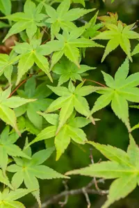 Acer palmatum 'Deshojo'