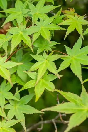 Acer palmatum 'Deshojo' - 100-125 CM C10 - image 1