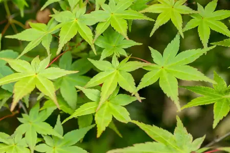 Acer palmatum 'Deshojo' - 25-30 CM C2 - image 2