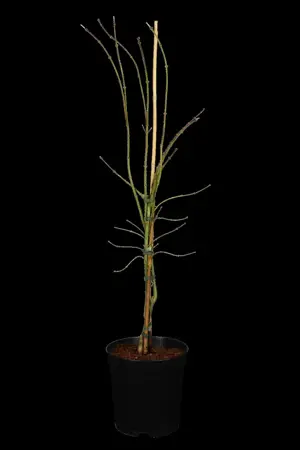 Acer palmatum 'Dissectum' - 3 Ltr pot - image 1