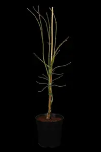 Acer palmatum 'Dissectum' - 80 CM STEM C45 - image 1