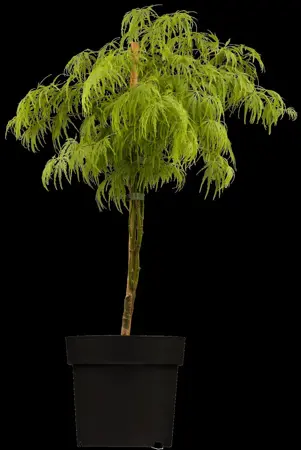Acer palmatum 'Dissectum' - 3 Ltr pot - image 3