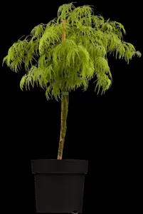 Acer palmatum 'Dissectum' - 100 CM STEM C35 - image 3