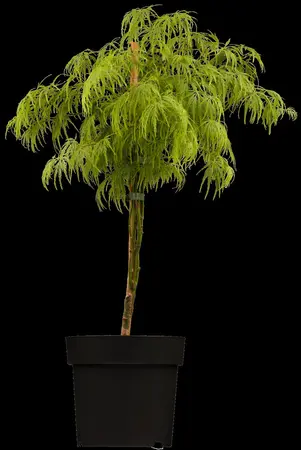 Acer palmatum 'Dissectum' - 100-125 CM C20 - image 3