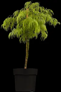 Acer palmatum 'Dissectum' - 100-125 CM C20 - image 3