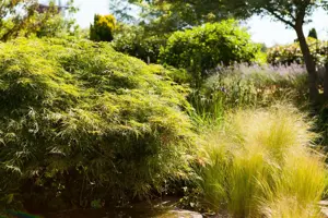 Acer palmatum 'Dissectum' - 80-100 CM RB - image 4