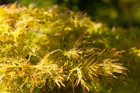 Acer palmatum 'Dissectum' - 100 CM STEM C15 - image 3