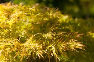 Acer palmatum 'Dissectum' - 100 CM STEM C15 - image 3