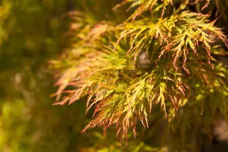 Acer palmatum 'Dissectum' - 100 CM STEM C15 - image 4