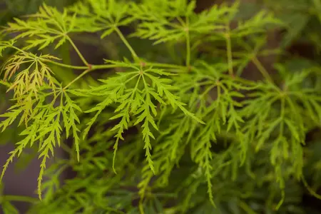 Acer palmatum 'Dissectum' - 100 CM STEM C15 - image 5