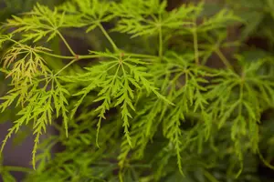 Acer palmatum 'Dissectum' - 100 CM STEM C15 - image 5