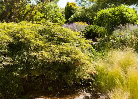 Acer palmatum 'Dissectum' - 30-40 CM C2 - image 5