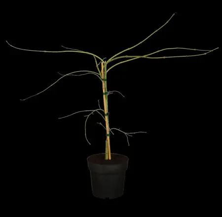Acer palmatum 'Dissectum' - 30-40 CM C3.5 - image 2