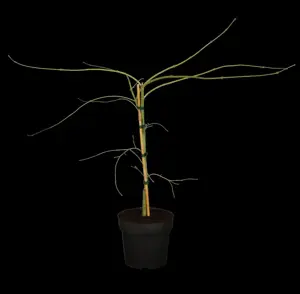 Acer palmatum 'Dissectum' - 90 CM STEM C12 - image 2