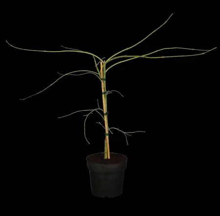 Acer palmatum 'Dissectum' - 80 CM STEM C45 - image 2
