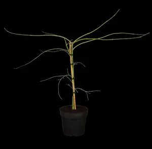 Acer palmatum 'Dissectum' - 80 CM STEM C45 - image 2