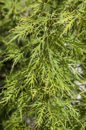 Acer palmatum 'Dissectum Flavescens' - 90 CM STEM C18