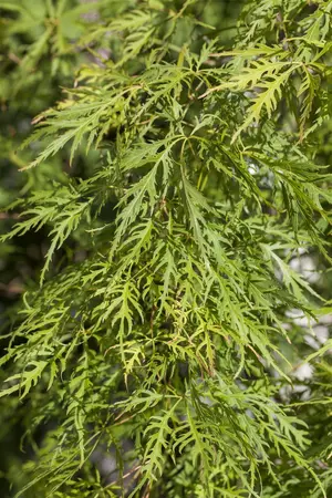 Acer palmatum 'Dissectum Flavescens' - 175-200 CM C30