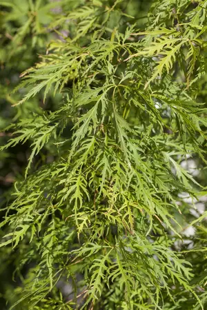 Acer palmatum 'Dissectum Flavescens' - STD 8-10 CM FTH. CONT