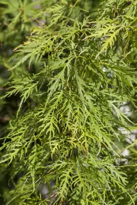 Acer palmatum 'Dissectum Flavescens' - STD 10-12 CM FTH. CONT