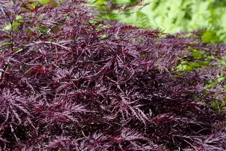 Acer palmatum 'Dissectum Nigrum' - 50-60 CM C7.5
