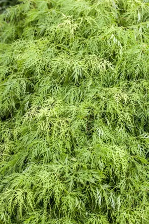 Acer palmatum 'Dissectum Palmatifidum' - 50 CM STEM C15