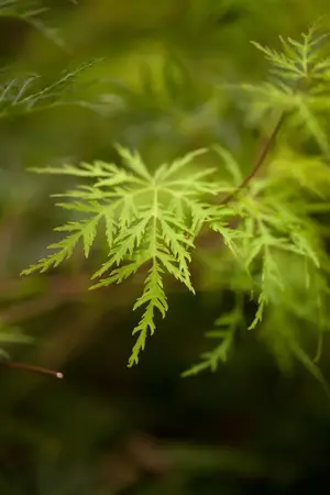 Acer palmatum 'Emerald Lace' - 100-125 CM C35 - image 3