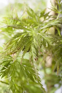 Acer palmatum 'Emerald Lace' - 100-125 CM C35 - image 5