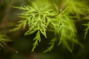 Acer palmatum 'Emerald Lace' - 30-40 CM C5 - image 4