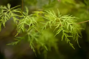 Acer palmatum 'Emerald Lace' - 100-125 CM C35 - image 2