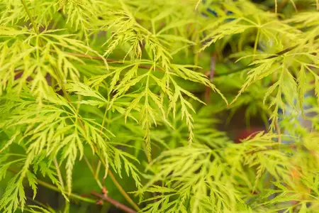 Acer palmatum 'Emerald Lace' - 60 CM STEM C20 - image 5