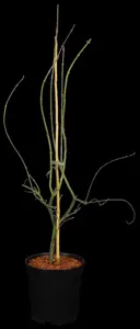 Acer palmatum 'Emerald Lace' - 100-125 CM C20 - image 1