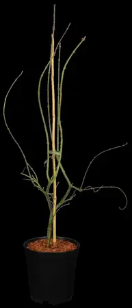 Acer palmatum 'Emerald Lace' - 175-200 CM C180 - image 1