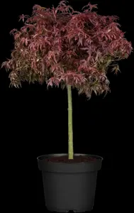 Acer palmatum 'Firecracker'? - 60-80 CM RB - image 2