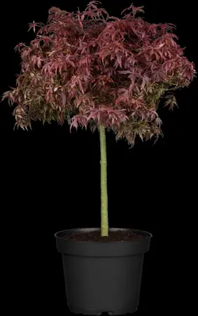 Acer palmatum 'Firecracker'? - 125-150 CM C20 - image 2