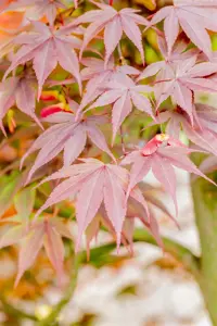 Acer palmatum 'Fireglow' - 3 Ltr pot - image 4