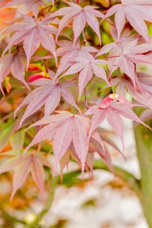 Acer palmatum 'Fireglow' - 175-200 CM C20 - image 4