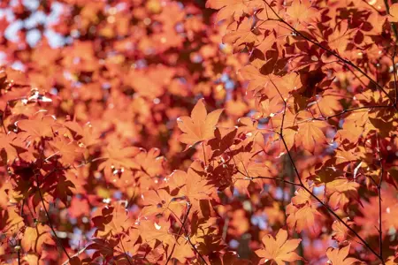 Acer palmatum 'Fireglow' - 3 Ltr pot - image 3