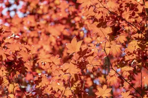 Acer palmatum 'Fireglow' - 100-125 CM C20 - image 3