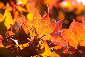 Acer palmatum 'Fireglow' - 200-250 CM C90 - image 2