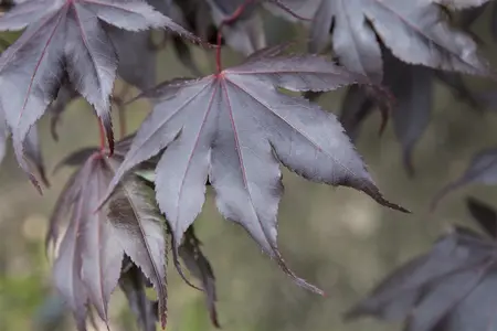 Acer palmatum 'Fireglow' - 175-200 CM C20 - image 1