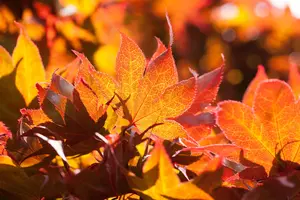 Acer palmatum 'Fireglow' - 175-200 CM C20 - image 2