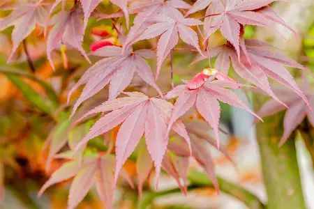 Acer palmatum 'Fireglow' - 175-200 CM C50 - image 5