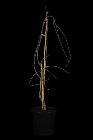 Acer palmatum 'Garnet' - 50-60 CM C6.5 - image 1