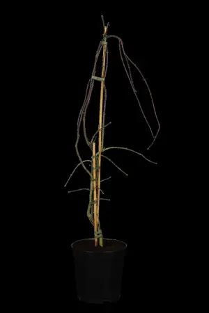 Acer palmatum 'Garnet' - 175-200 CM C30 - image 1