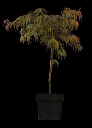 Acer palmatum 'Garnet' - 50-60 CM C6.5 - image 3